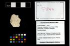Foto (Objekt + Etikett) von Pithonoton marginatum (von Meyer, 1842)  (NHMW-GEO-2014-0194-0897)